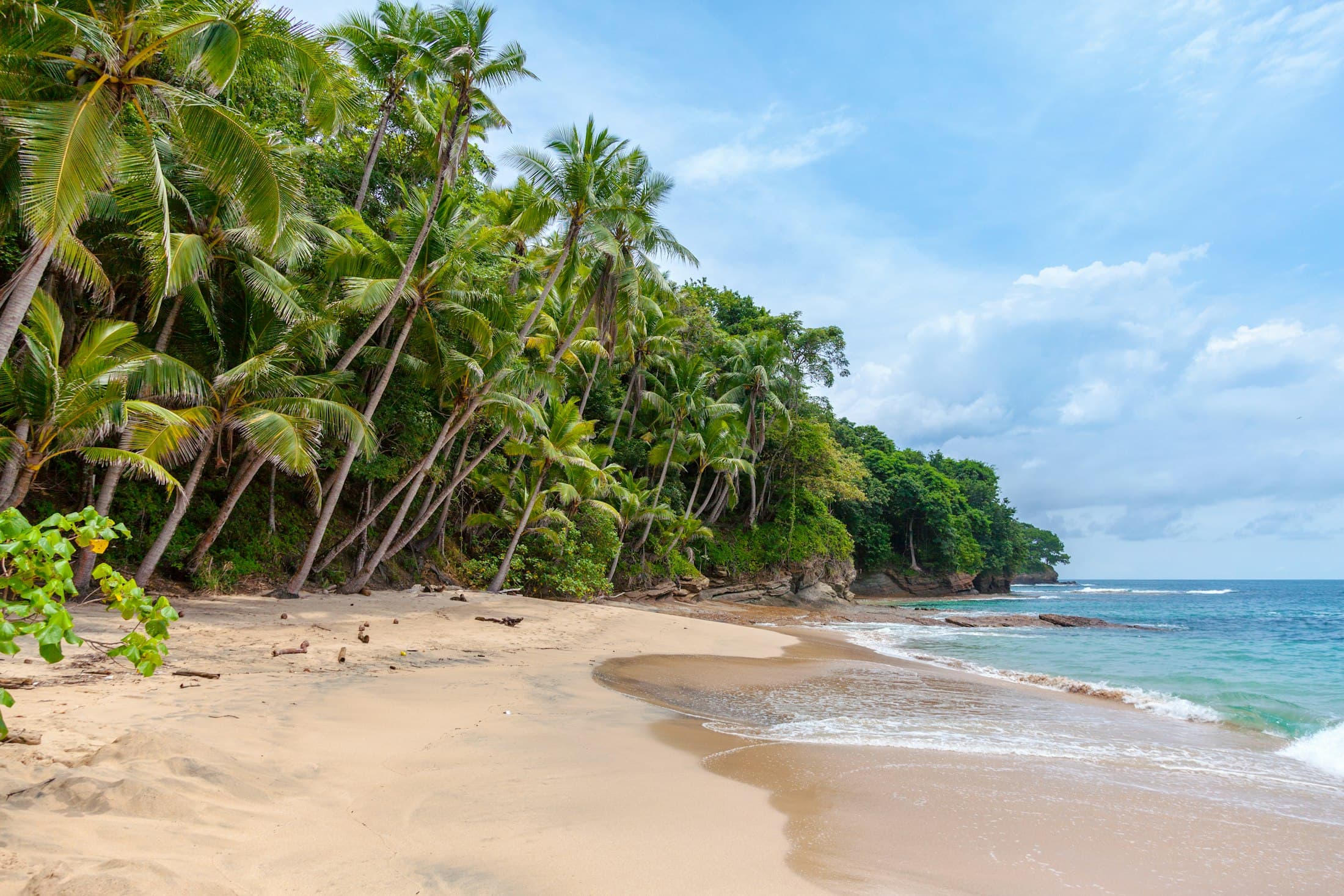 Palm trees leaning over an empty Caribbean beach
